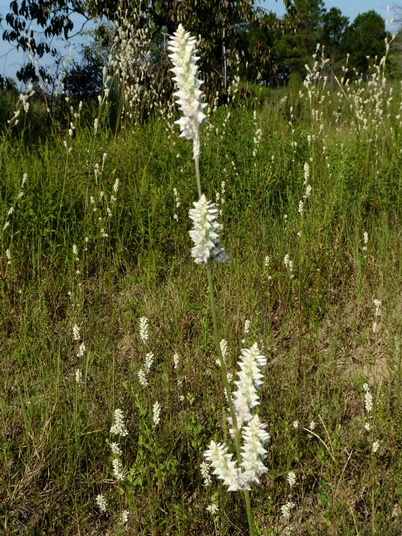 {Froelichia floridana}